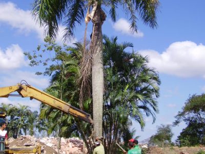 Transplante de palmeira